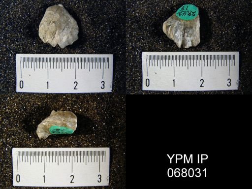 Uncinulus sp.