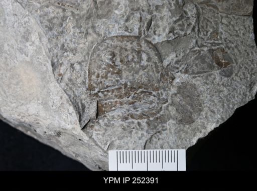 Eurypterus sp.