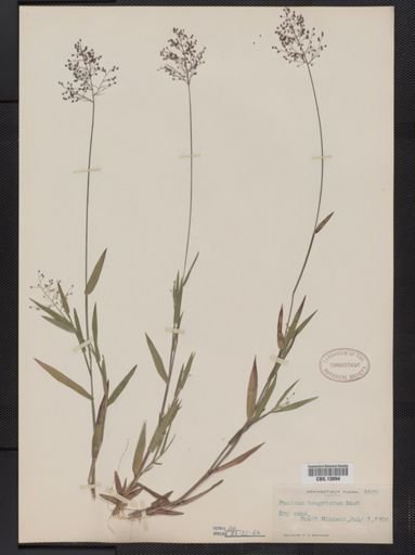 Panicum columbianum tsugetorum