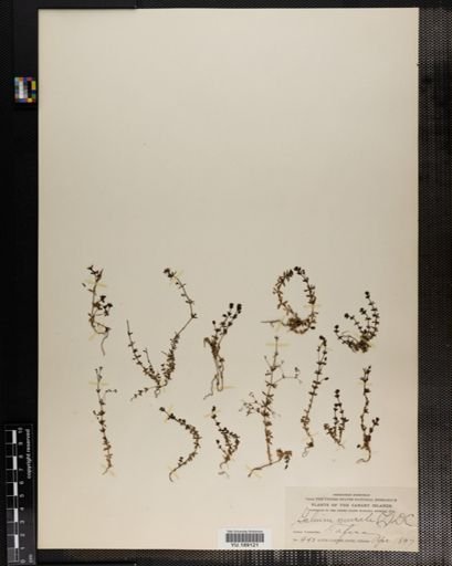 Plantae