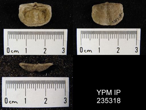 Sulcataria primitiva