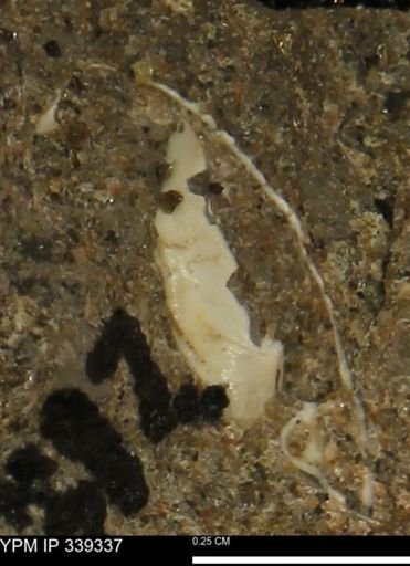 undet. Bivalvia