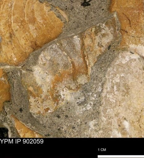 undet. Inoceramidae
