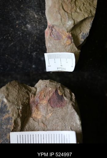 undet. Porifera