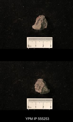 Productus cora