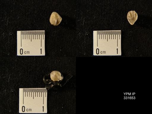 Camarotoechia convexa?