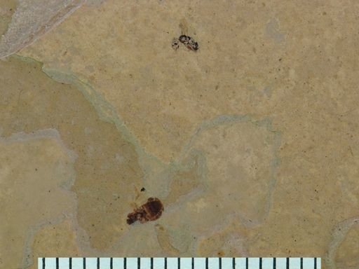 undet. Hymenoptera