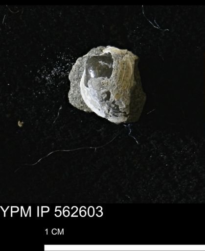Limopsis striatopunctatus