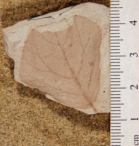 Populus lindgreni