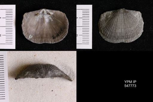 Glyptorthis insculpta