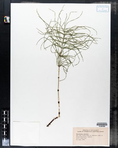 Equisetum arvense