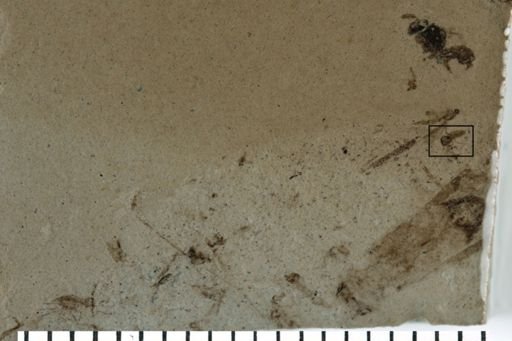 Diptera