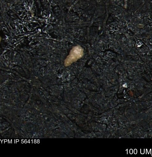 Verneuilina canadensis