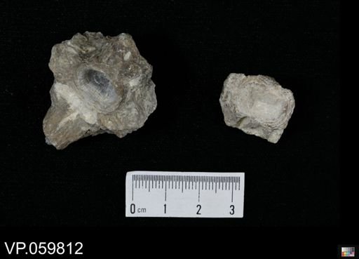 undet. Actinopterygii