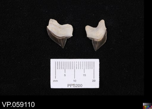 Squalicorax sp.
