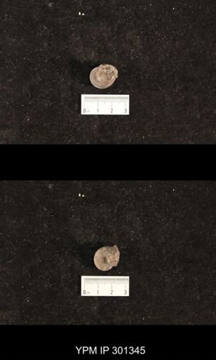 Bellerophon sp.