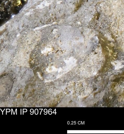 undet. Mollusca