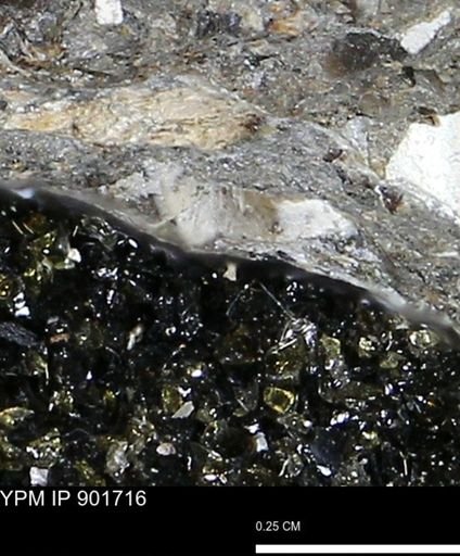 undet. Mollusca