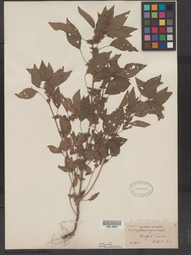 Acalypha rhomboidea