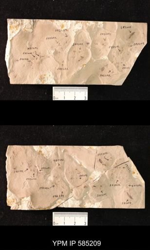 undet. Hymenoptera