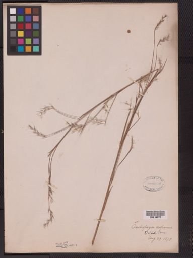 Schizachyrium scoparium
