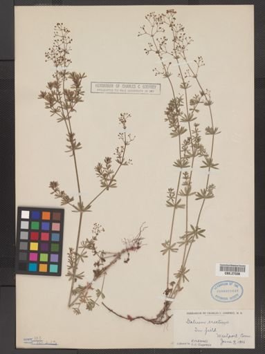 Galium erectum