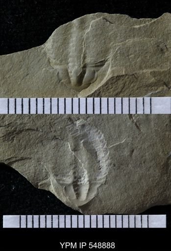 Trilobita