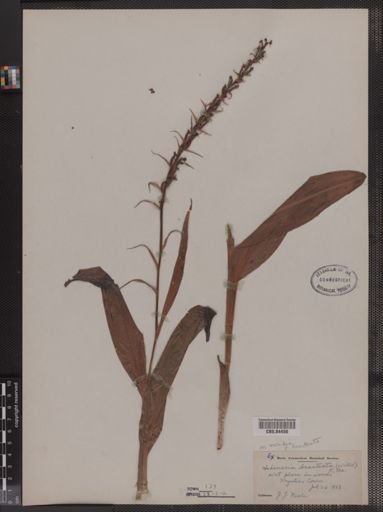 Habenaria bracteata