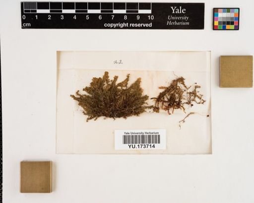 Plantae