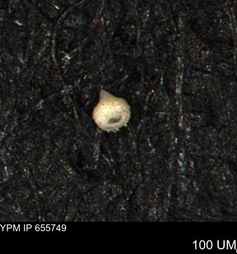 Clathrocyclas (Clathrocyclas) irrasa