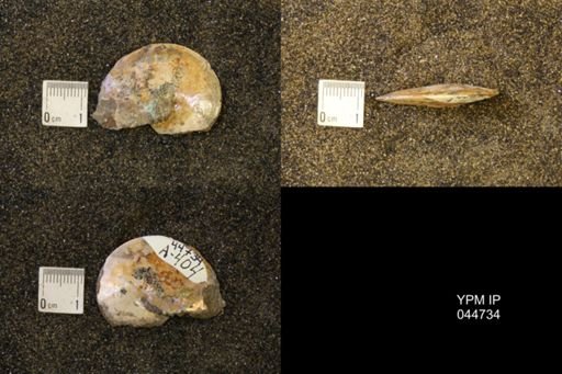 Sphenodiscus lenticularis
