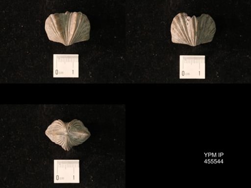 Platystrophia laticosta