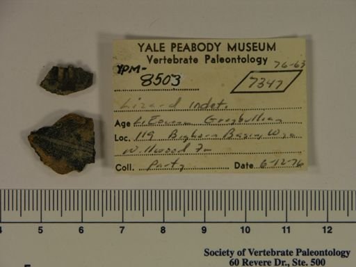 Melanosaurus