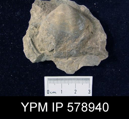 undet. Reticulariidae