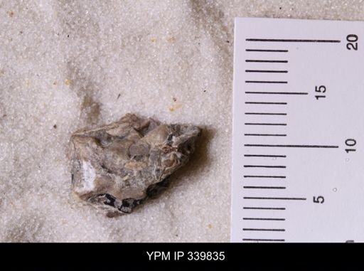 Scaphites whitfieldi