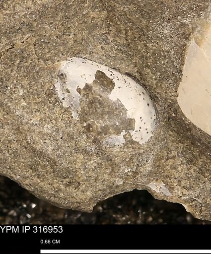 Phelopteria