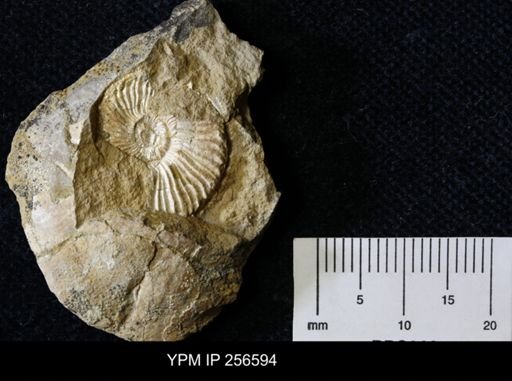 Prionocyclus?