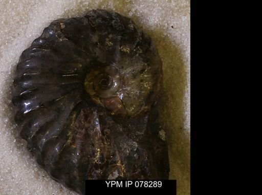 Jeletzkytes nebrascensis