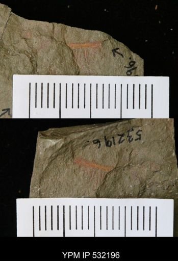 undet. Arthropoda