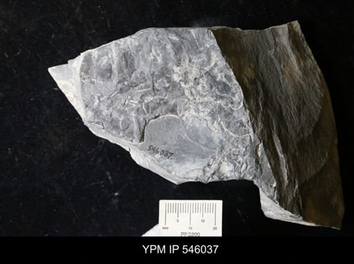 undet. Eurypterida