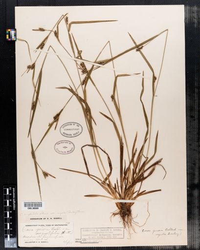 Carex amphibola