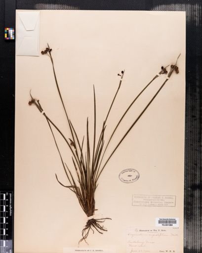 Sisyrinchium angustifolium