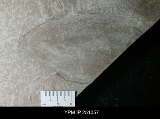 undet. Phyllocarida