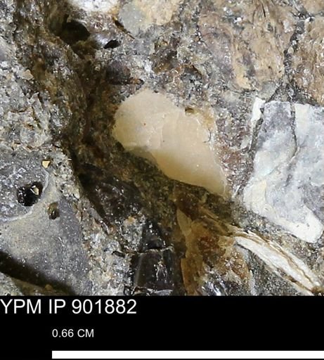 undet. Mollusca