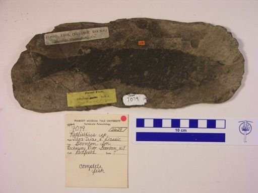 Redfieldia sp.