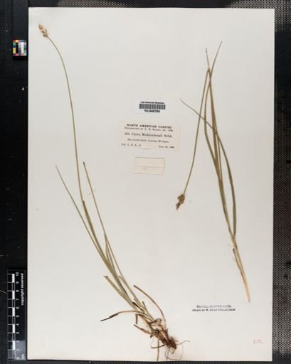 Carex muhlenbergii