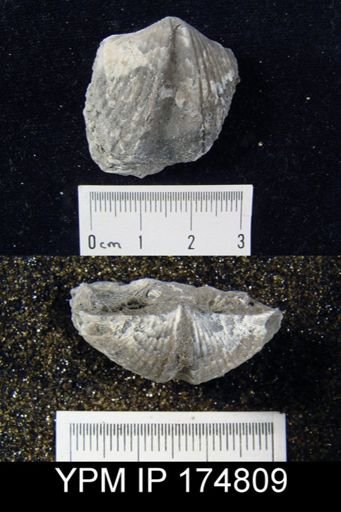Striispirifer sp.