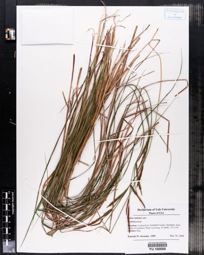 Carex stricta