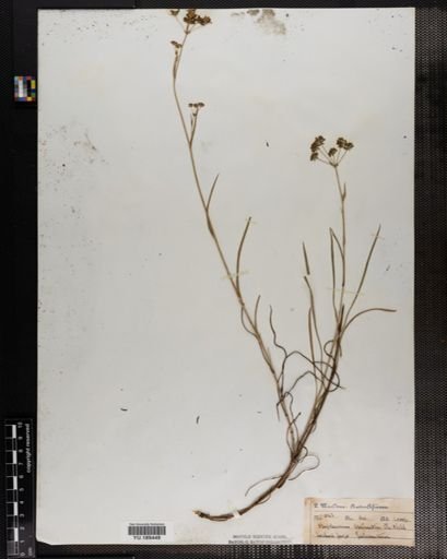 Plantae