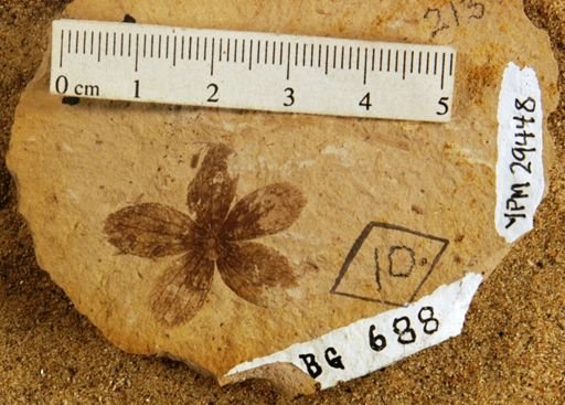 Astronium truncatum